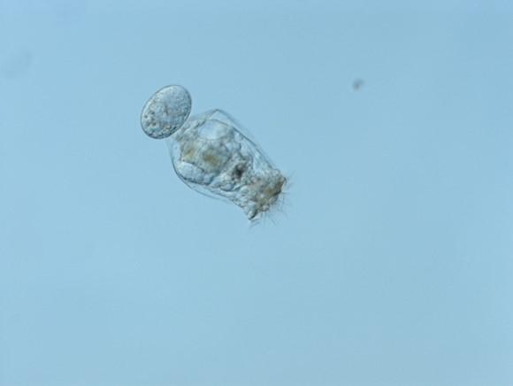 Female of the Predator Brachionus calyciflorus