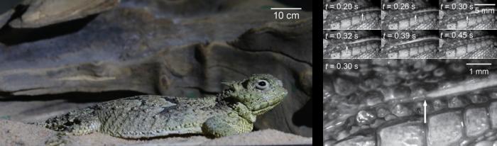Figure 1. (Left) Desert horned lizard (Phrynosoma platyrhinos) inhabiting an arid environment. (Right) Magnified image of a water film formed between the lizard’s jaws, captured using a high-speed camera