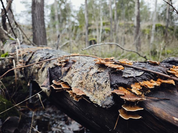 Aspen (Populus tremula)