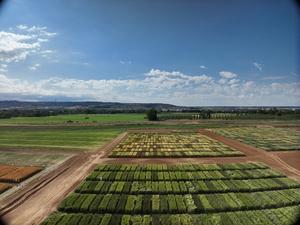 Artificial intelligence and drones to select the most resilient wheat