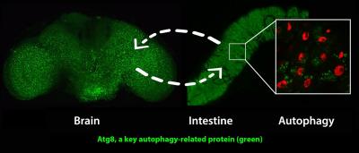 'Remote Control' of Aging