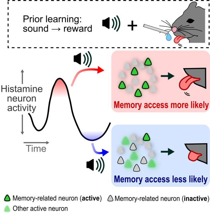 Brain histamine state gates memory access