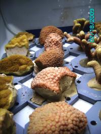 Tank Bleaching