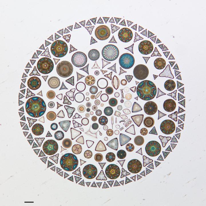 Diatoms