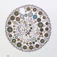 Diatoms