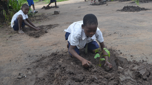 Forest restoration-3