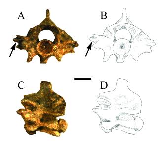 Zilantophis Vertebrae