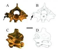 Zilantophis Vertebrae