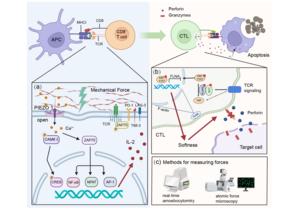 Figure 3. Mechanical forces in T cell function.