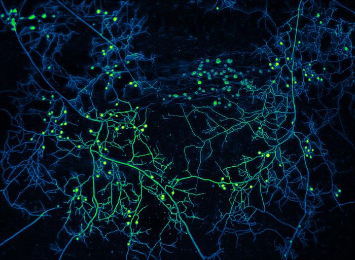 Arbuscular mycorrhizal fungal network