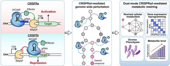 Simultaneous On and Off Gene Control with Gene Scissors​