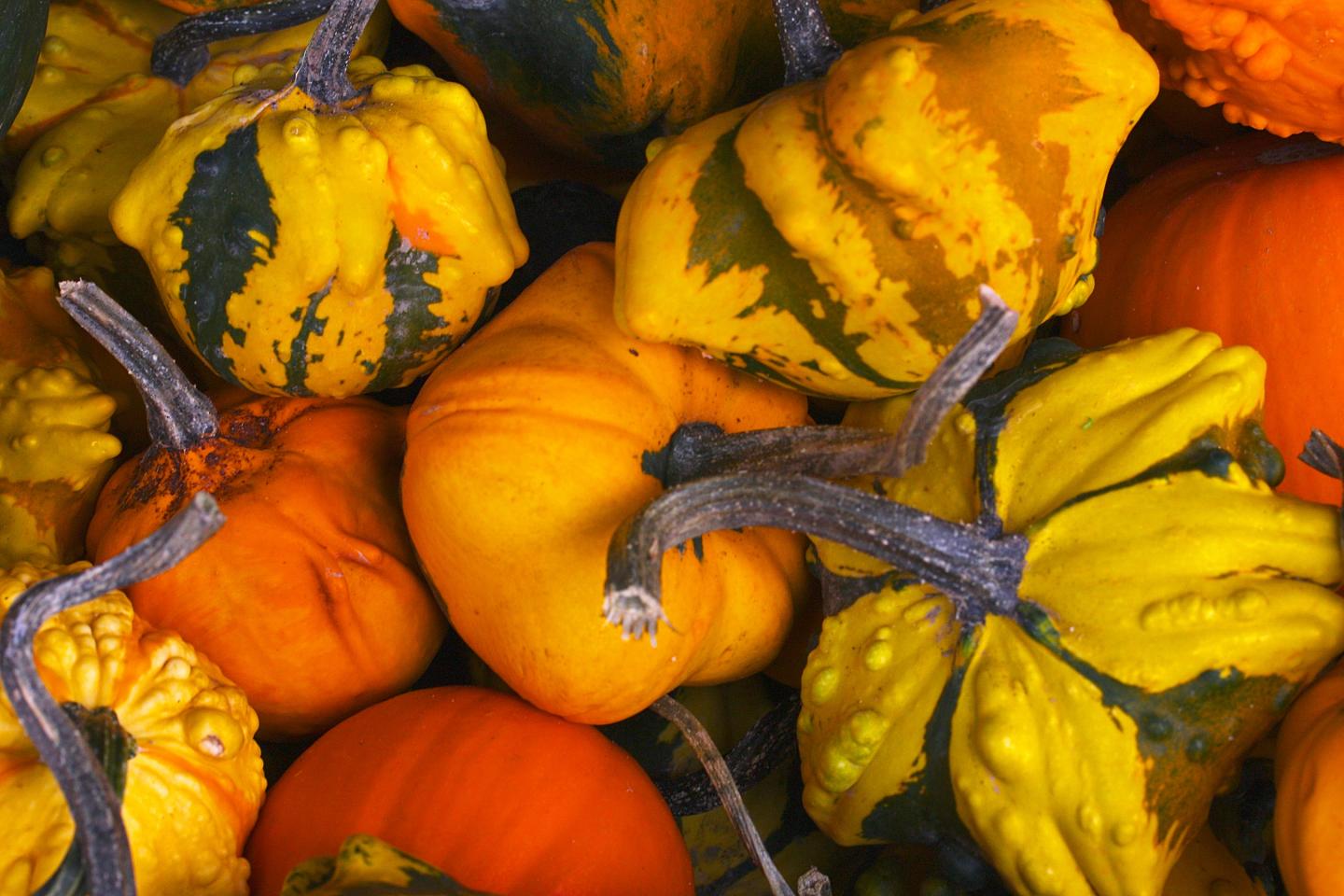 Gourds and Pumpkins