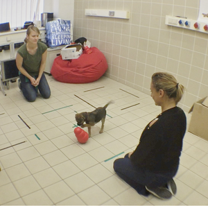 Dog hand action matching trial