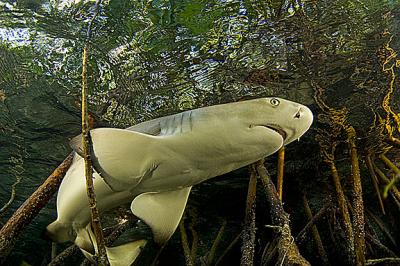 Lemon Shark