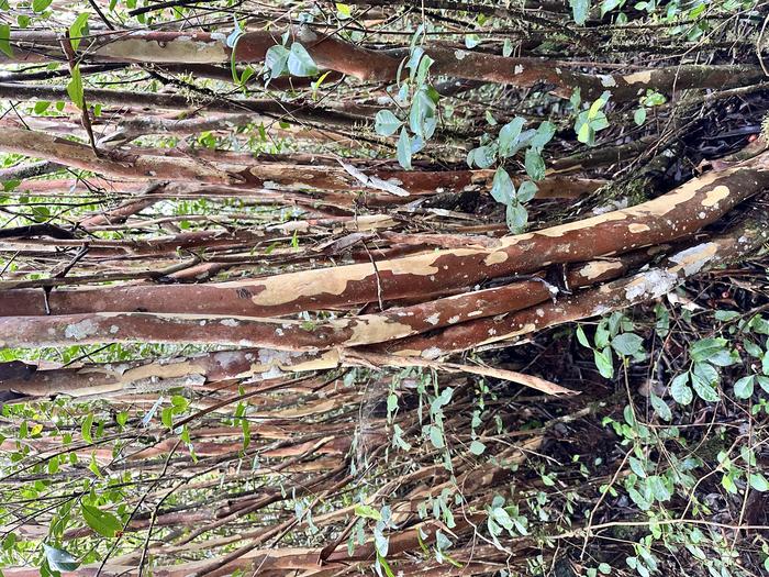 Invasive strawberry guava