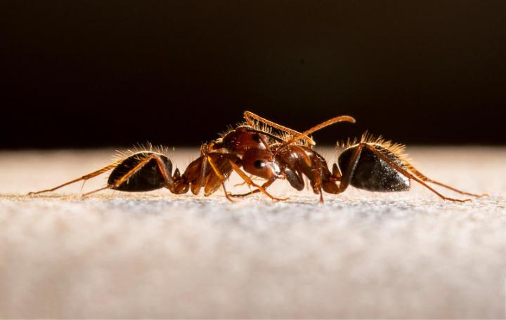 Angry Ants