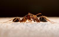 Angry Ants