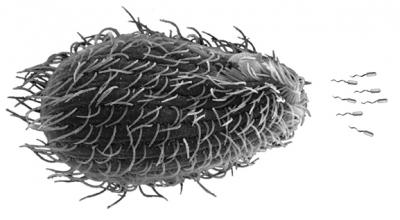 Photo Illustration of Protist Pursuing <i>E. coli</i>