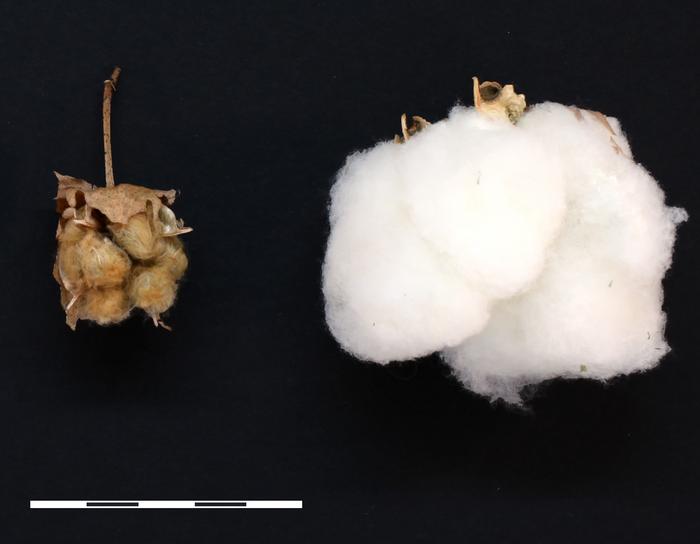 Cotton's genomic past