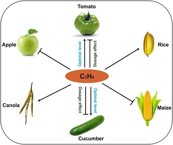 Schematic diagram demonstrating ethylene-mediated positive and/or negative regulation of fruit growth in six crop species.
