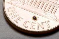 Tick on a Penny