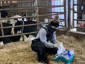 Researcher samples a cow maternity pen for Salmonella Dublin