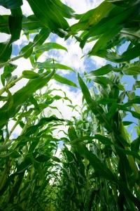 Dartmouth Soil Moisture Study
