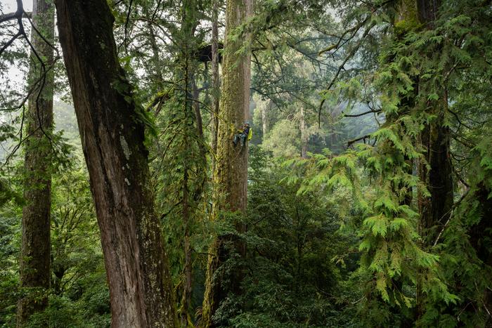 Giant forest in Taiwan