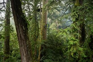 Giant forest in Taiwan