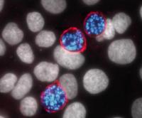 Liver-stage Plasmodium