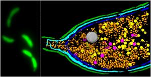 Caulobacter crescentus bacterial host cells producing GTA particles