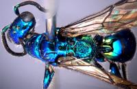 <i>C. tibetensis</i>