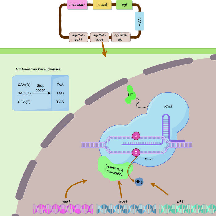 Establishment of a CRISPR/Cas9-based base-editing system and multigene knock-out process in Trichoderma koningiopsis.