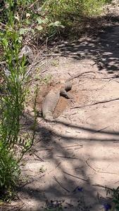 Heath goanna digging for food
