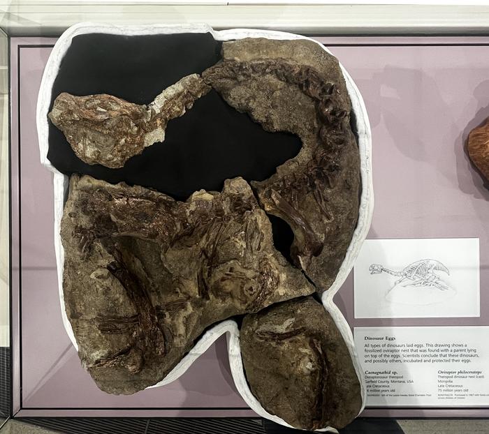 Specimen at ROM