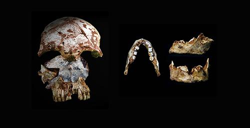 Tam Pa Ling Early Human Remains