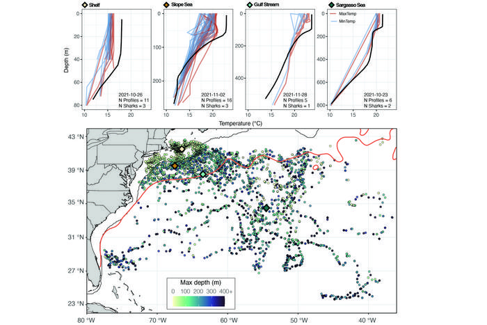 Sharks may help improve climate forecasts, study finds