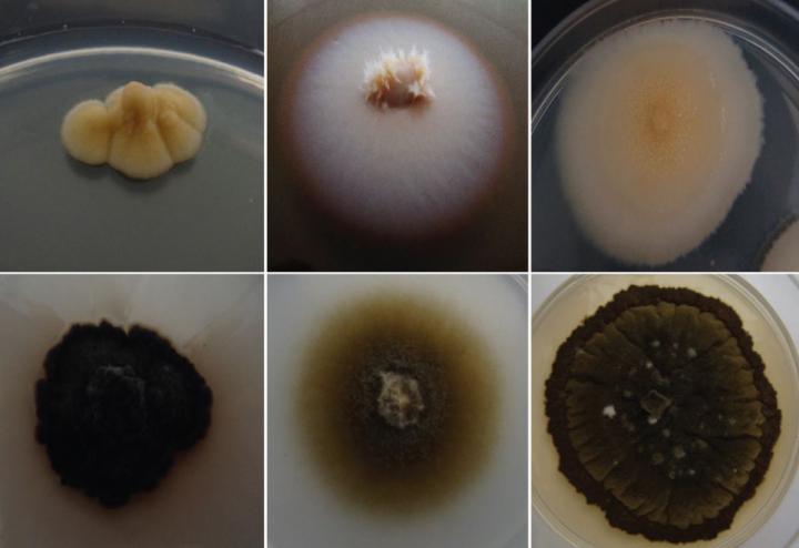 Colony Of The New To Science Species
