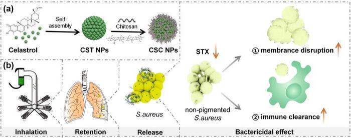 Manufacturing and therapeutic application of CSC NPs