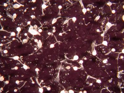 Cheating Slime Mold Gets the Upper Hand (3 of 3)