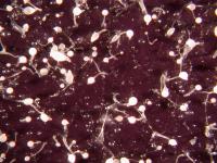 Cheating Slime Mold Gets the Upper Hand (3 of 3)