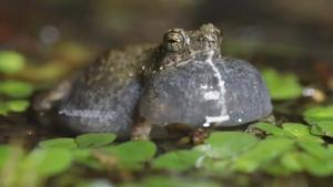A focal male túngara frog