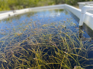 Seagrass in Nursery
