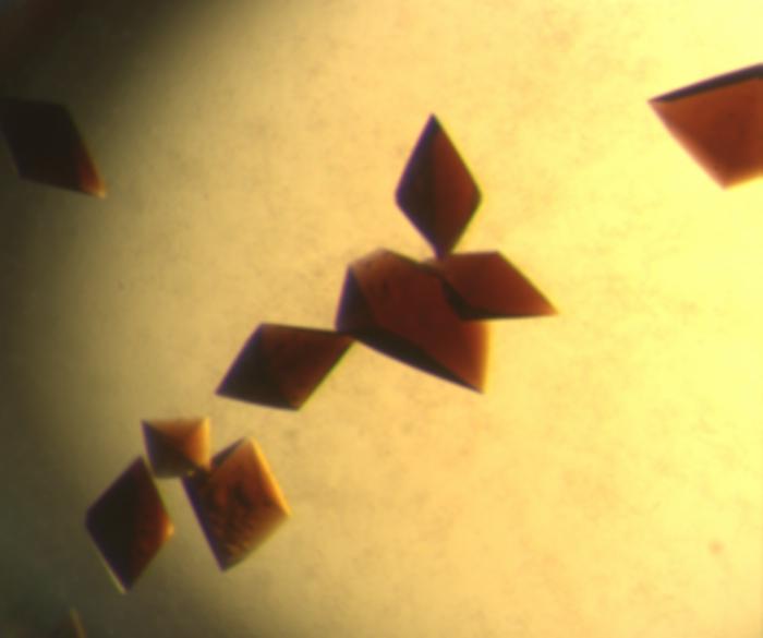 Rieske protein found in Thermus thermophilus