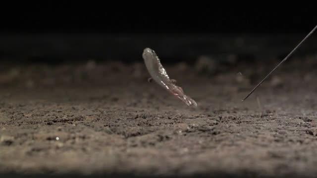 Mangrove rivulus