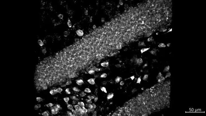 Tissue-wide readout of CytoTape recorders and cell morphology for in vivo applications