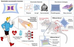 STRATEGIES FOR MANUFACTURING AND DEMONSTRATION OF STRETCHABLE SYNAPTIC TRANSISTOR.