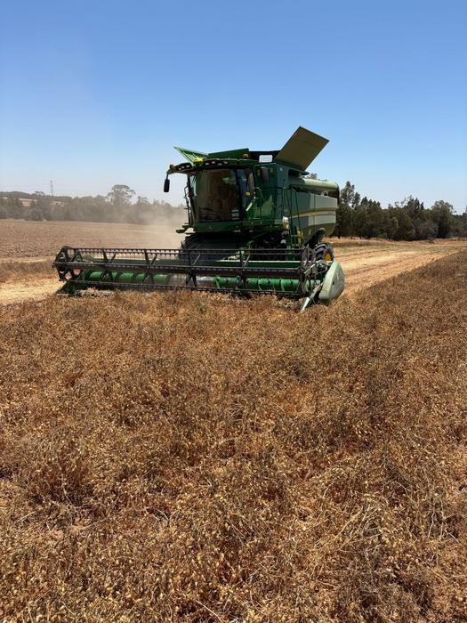 Chickpea Field