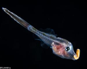 filefish-palythoa_Rich_Collins