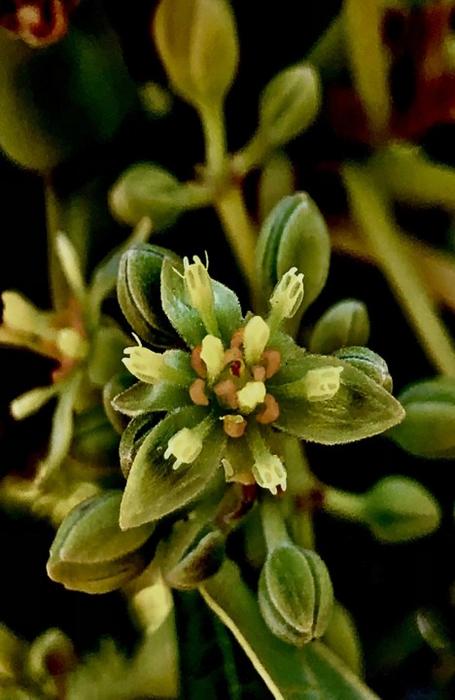 Male flower